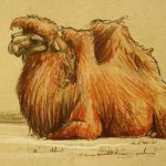 Camello descansando para imprimir