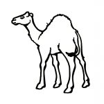 Dibujo de Camello para colorear fácil