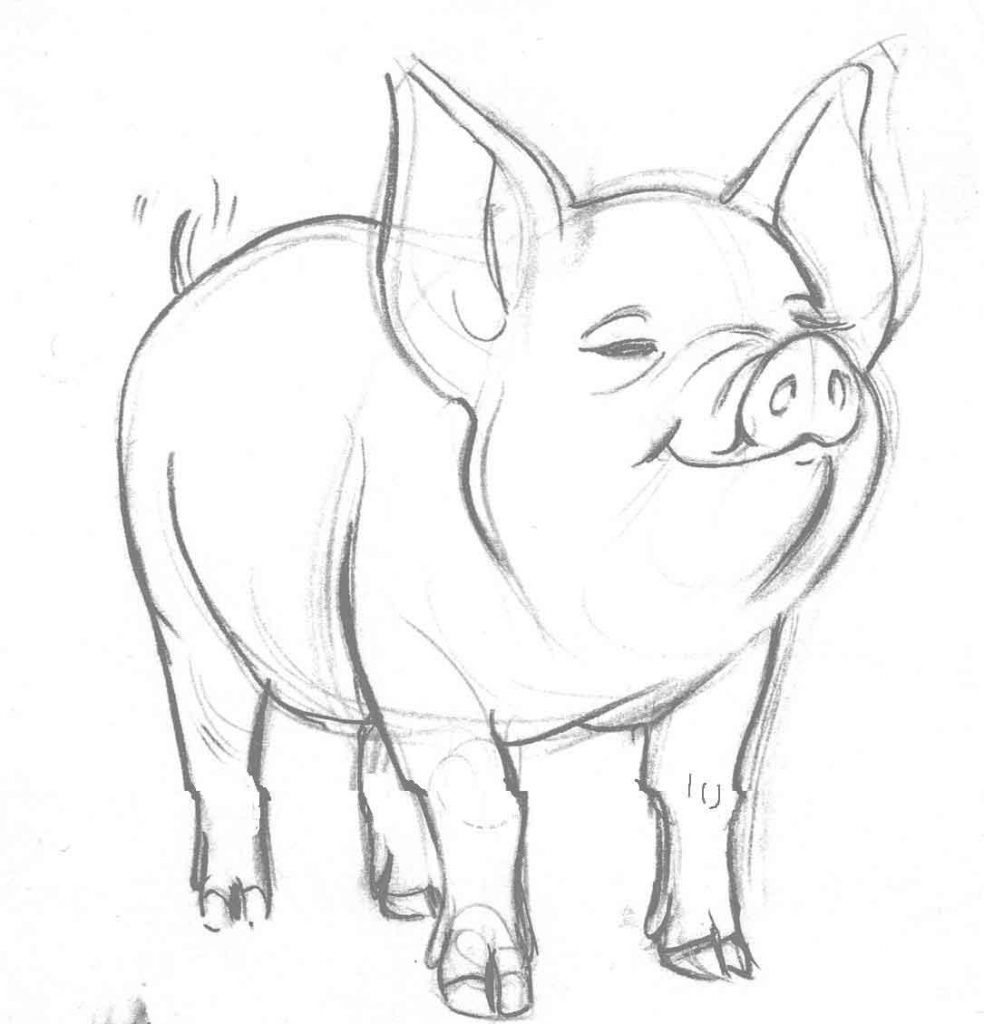 Dibujo de Cerdo a lapiz para colorear