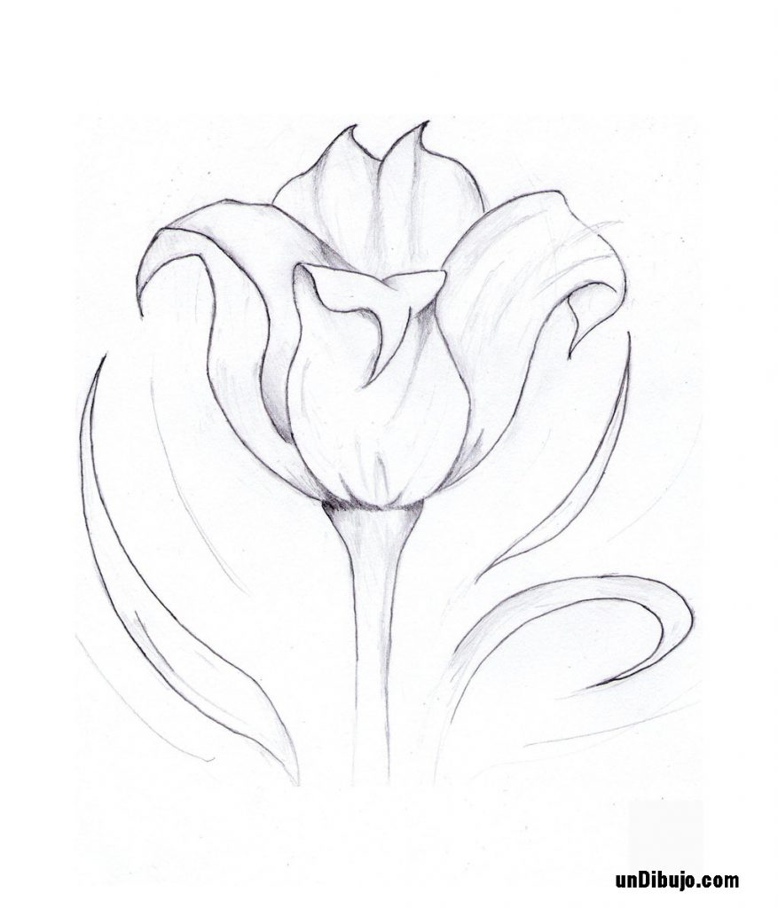 Dibujo de Tulipan a Lapiz para colorear - Dibujos Fáciles