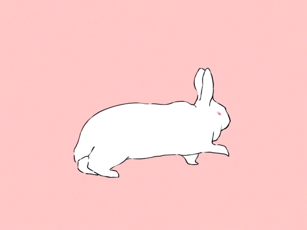 conejo blanco corriendo