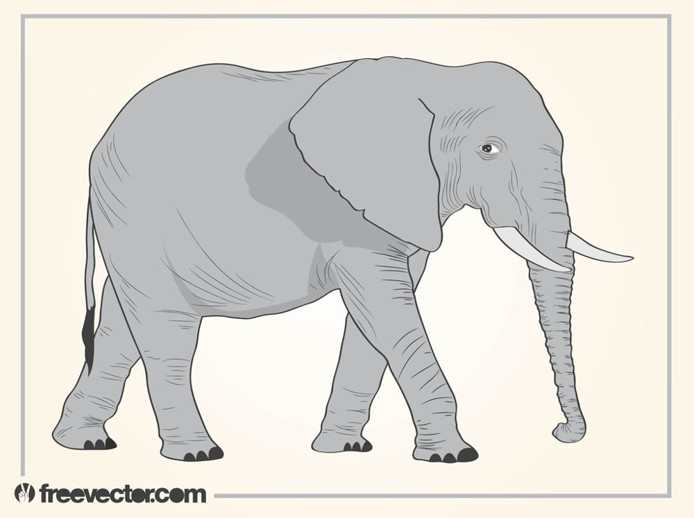 Dibujo de elefante caminando - Dibujos Fáciles