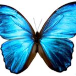 Dibujo de mariposa azul